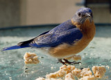 _MG_0232 Bluebird on Table.jpg