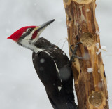 _MG_0915 Pileated in the Snow