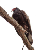 _MG_1206 Turkey Vulture