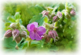 P1070416 Scented Geranium