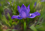 P1070444 Siberian Iris