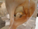 P1070616 Whelk Proboscis