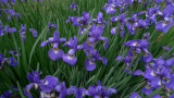 P1080085 Irises Irises Irises!