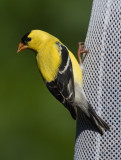 _MG_0775 American Goldfinch