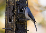 _MG_0519 Titmouse