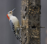 _MG_0340 Red Bellied Woodpecker