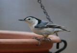 _MG_0345 Nuthatch