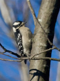 _MG_0723 Downy Woodpecker?