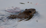 _MG_3389 Beaver