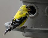 _MG_1018 Molting American Goldfinch