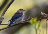 _MG_3966 Juvenile Bluebird