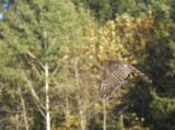 Sharp-shinned Hawk juvenile female