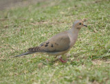 Mourning Dove