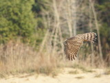 Sharp-shinned Hawk