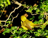 Wilsons Warbler