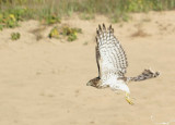 Coopers Hawk juvenile female