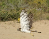 Coopers Hawk juvenile female