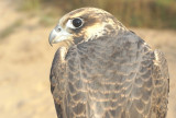 Peregrine Falcon juvenile female