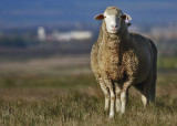 Fleece not The Lamb