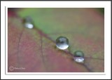 Dew Drop In
