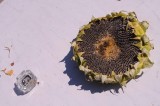 601_20080824_10-47-21.jpg
