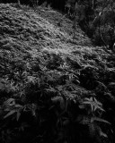 Rainforest path at the end of Pupukea Road