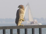 Raptor Coopers hawk VA 7-08 h.JPG