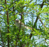 Vireo Red eyed high is tx 4-09.JPG