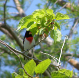 Grossbeak, Rose Breasted High Is tx.JPG