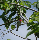 Grossbeak, Rose Breasted High Is tx.JPG