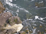 Gull Bonepart Niagra Falls 9-09 b.JPG