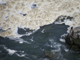 Gull Bonepart Niagra Falls 9-09 e.JPG