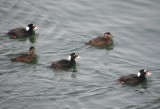 Duck Scoter surf CBBT 1-10a.JPG