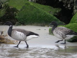 Ducks Goose Brandt Norfolk VA 2-10 d.JPG