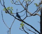 Bunting, Indigo Blue Ridge Parkway 5-10.JPG