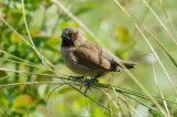 Scaly-breasted Munia