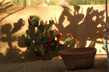 Cactus-Shadows.jpg