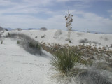 White Sands NM-20.jpg