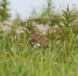 Ptarmigan Rock 08.jpg