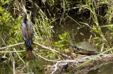 Anhinga 02 and Turtle.jpg