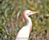 Egret Cattle 01.jpg