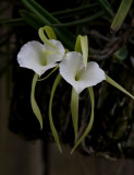 Brassavola Little Stars orchid