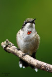 Ruby-throated Hummingbird. Kewaskum, WI