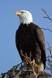 Bald Eagle. Samish Flats, WA