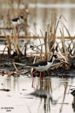 Black-necked Stilts. Horicon Marsh, WI