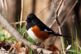 Eastern Towhee. Lake Park, Milwaukee