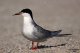 Forsters Tern. Horicon Marsh, WI