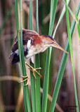 Least Bittern. Horicon Marsh, WI