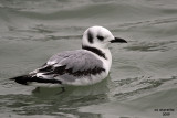 Black-legged Kittiwake. Port Washington, WI