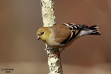 American Goldfinch. Chesapeake, OH
